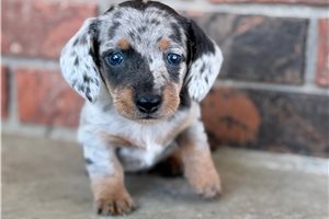 Spur - Dachshund, Mini for sale