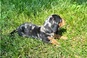 Izzy - Dachshund, Mini for sale