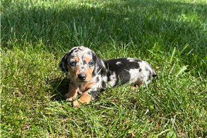 Anna - Dachshund, Mini for sale