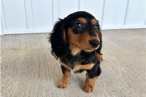 Princess - puppy for sale