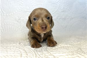 Samson - Dachshund, Mini for sale