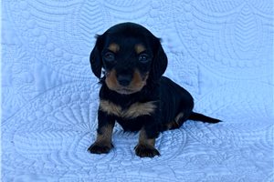 Scout - puppy for sale