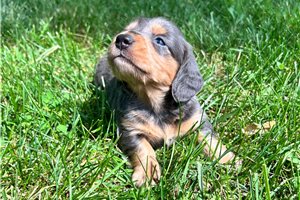 Blue - Dachshund, Mini for sale