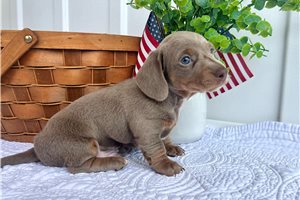 Samson - Dachshund, Mini for sale