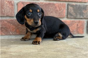 Sage - Dachshund, Mini for sale