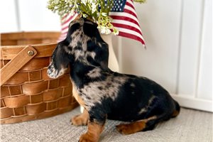 Izzy - Dachshund, Mini for sale