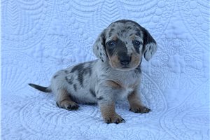 Spur - Dachshund, Mini for sale