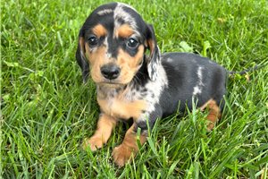 Izzy - Dachshund, Mini for sale