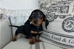 Jasmine - Dachshund, Mini for sale