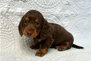 Jack - puppy for sale