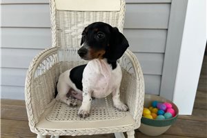 Bertie - puppy for sale