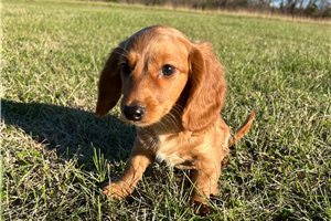 Miles - Dachshund, Mini for sale