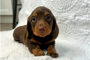 Teddy - puppy for sale