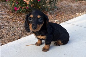Scout - Mini Dachshund for sale