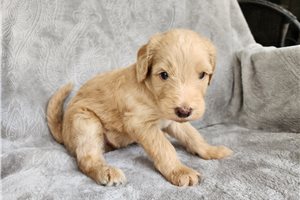 Riley - Goldendoodle for sale