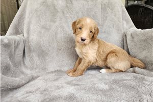 Ryan - Goldendoodle for sale