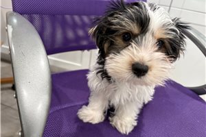 Kingston - Biewer Terrier for sale