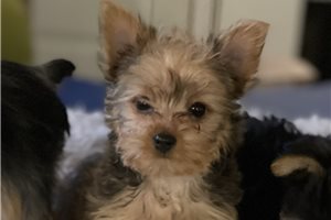 Cathy - Yorkshire Terrier - Yorkie for sale