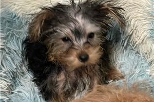Beau - Yorkshire Terrier - Yorkie for sale