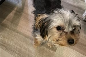 Beau - Yorkshire Terrier - Yorkie for sale
