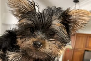 Claire - Yorkshire Terrier - Yorkie for sale