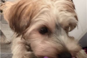 Karter - Yorkshire Terrier - Yorkie for sale