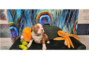 Ethan - Boston Terrier for sale