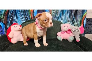 Risha - Boston Terrier for sale