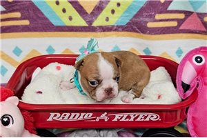 Rita - Boston Terrier for sale
