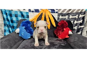 Emmett - Boston Terrier for sale