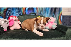 Emma - Boston Terrier for sale