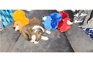 Ezra - Boston Terrier for sale