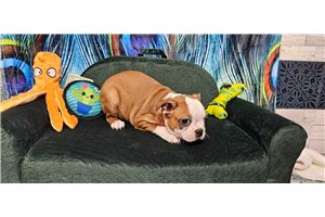 Elias - Boston Terrier for sale