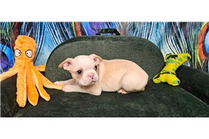 Elliot - Boston Terrier for sale