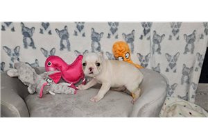 Eloise - puppy for sale