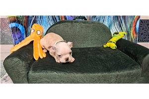 Emerson - Boston Terrier for sale