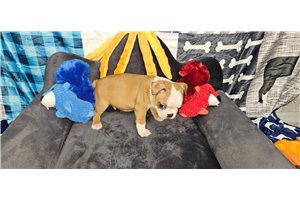Elias - Boston Terrier for sale