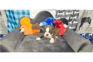 Elijah - Boston Terrier for sale