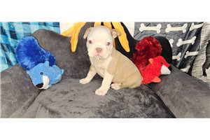 Easton - puppy for sale