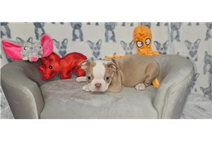 Ezekiel - puppy for sale
