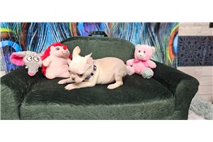 Eden - puppy for sale