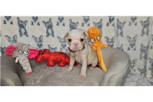 Elliot - puppy for sale