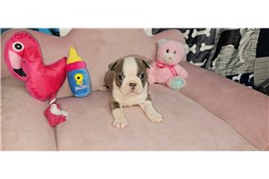 Elizabeth - puppy for sale