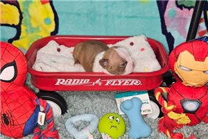 Ethan - Boston Terrier for sale