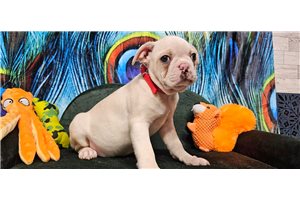 Enzo - Boston Terrier for sale