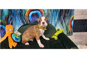Everett - Boston Terrier for sale