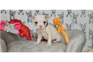 Emmett - puppy for sale