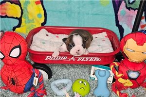 Ezra - Boston Terrier for sale