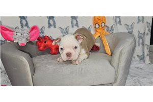 Easton - Boston Terrier for sale