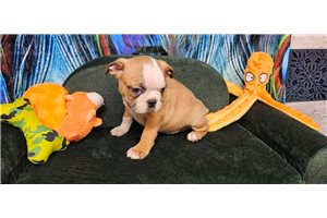 Sebastian - puppy for sale